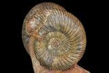 Pair of Parkinsonia Ammonites on Rock - Germany #92451-4